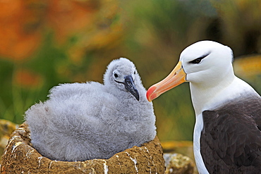 Black-browded Albatros and chick at nest, Falkland Islands 