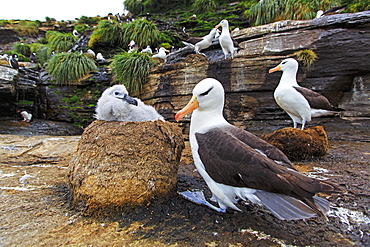 Black-browded Albatros and chick at nest, Falkland Islands 