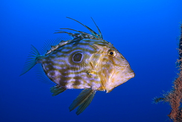 John Dory swimming, Mediterranean Sea 