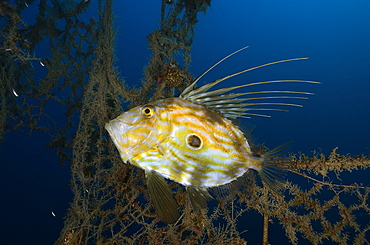 John Dory and abandoned fishing net, Mediterranean Sea