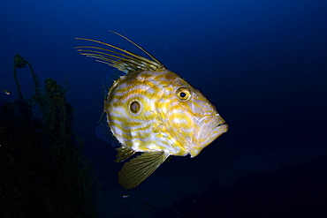 John Dory and abandoned fishing net, Mediterranean Sea