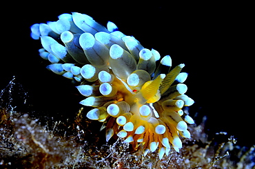 Sea Slug in the reef, Mediterranean