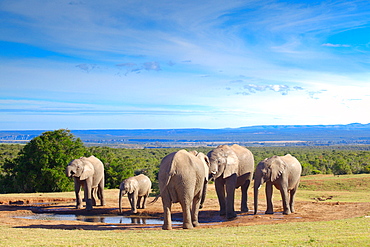 African Elephants at water, Addo Elephant NP South Africa