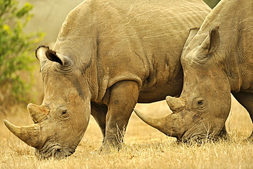 White Rhinoceros in savannah, Kruger NP South Africa