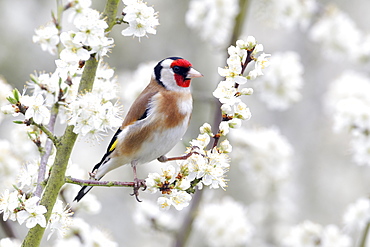 Goldfinch on blossom- Warwickshire England UK