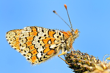 Glanville Fritillary on Plantain, Prairie Fouzon France