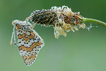 Glanville Fritillary on Plantain, Prairie Fouzon France 