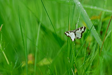 Clouded Border Moth on grass, Prairie Fouzon France