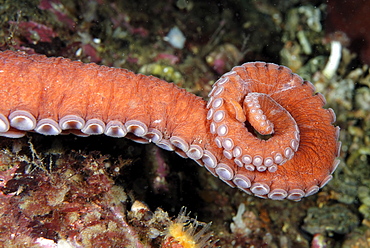 Tentacle of North Pacific Giant Octopus, Alaska USA