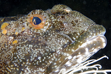 Portrait of Cabezon, Pacific Ocean Alaska USA