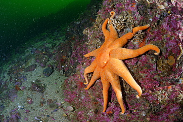 Sun Star on reef, Pacific Ocean Alaska USA