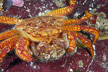 Helmet Crab mating on reef, Pacific Ocean Alaska USA