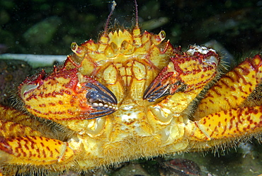 Portrait of Helmet Crab on reef, Pacific Ocean Alaska USA