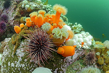 Plumose Anemones and Urchins, Pacific Ocean Alaska