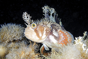 Decorated Warbonnet on reef, Pacific Ocean Alaska