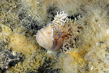 Decorated Warbonnet in reef, Pacific Ocean Alaska