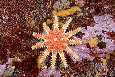 Spiny Sunstar on reef, Alaska Pacific Ocean 