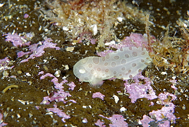 Blotched snailfish on reef, Gambier bay Alaska