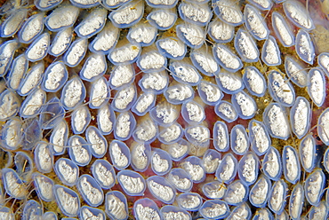 Oregon Triton eggs, Pacific Ocean Alaska 