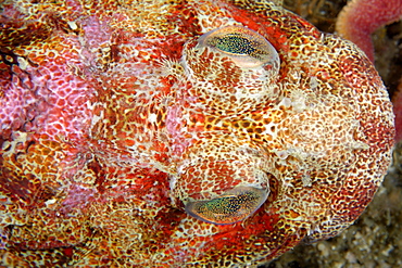 Portrait of Red Irish Lord , Pacific Ocean Alaska 