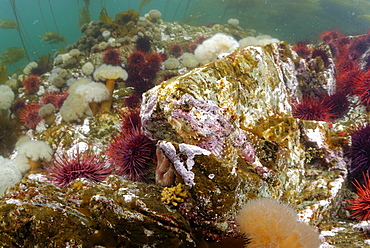 Brown Irish Lord on reef, Pacific Ocean Alaska 