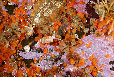 Opalescent Nudibranch on reef, Alaska Pacific Ocean