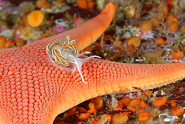 Opalescent Nudibranch on Sea Star, Alaska Pacific Ocean