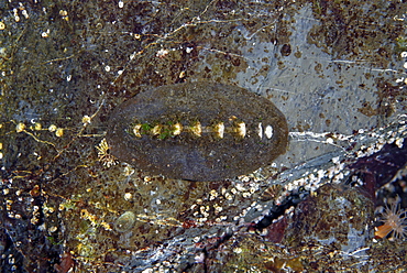 Black Kathy Chiton, Alaska Pacific Ocean 