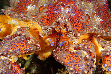 Portrait of Puget Sound king crab, Alaska Pacific Ocean 