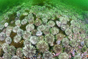 Urchins on the reef, Alaska Pacific Ocean