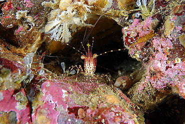 Roughpatch shrimp on reef, Alaska Pacific Ocean