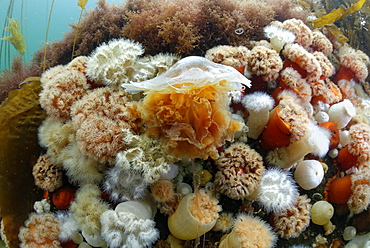 Lion's mane jellyfish and Plumose Anemones, Alaska