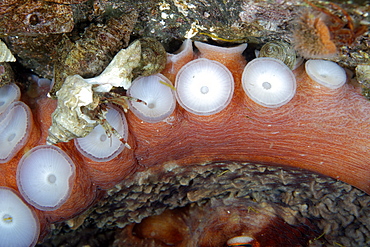 Hermit crab on Pacific Giant Octopus, Alaska 