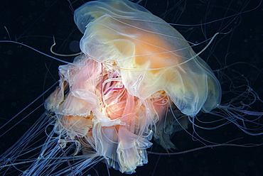 Lion's mane jellyfish, Alaska Pacifi Ocean