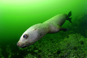 Steller sea lion underwater, Kasaan bay Alaska 