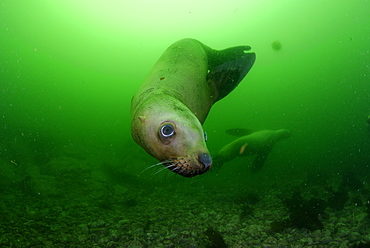 Steller sea lion underwater, Kasaan bay Alaska 