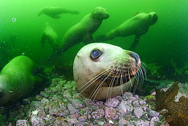 Steller sea lions underwater, Kasaan bay Alaska 