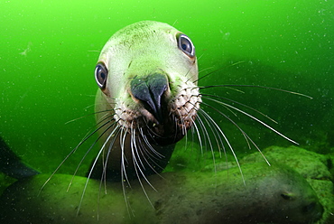 Portrait of Steller sea lion underwater, Kasaan bay Alaska 