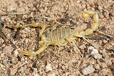 Yellow Scorpion on ground, Plaine des Maures France 