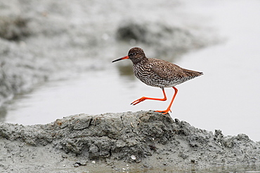 Redshank on mudflat, Marais Breton-VendÃ©en France