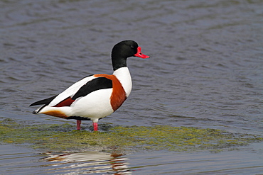 Shelduck in water, Marais Breton-VendÃ©en France