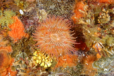 Giant brooding anemone on reef, Alaska Pacific Ocean