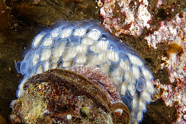 Oregon Triton eggs on reef, Alaska Pacific Ocean