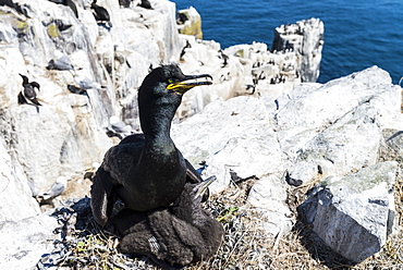 European Shag on chick at nest on cliff, British Isles 