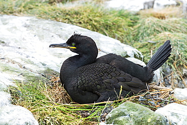 European Shag nesting on cliff, British Isles 