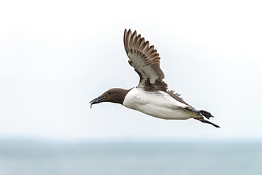 Common Guillemot in flight with prey, British Isles 