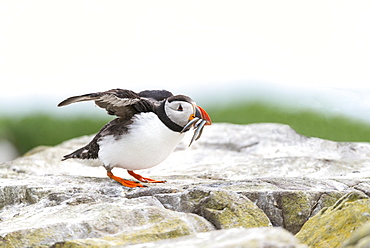 Atlantic Puffin on cliff with prey, British Isles