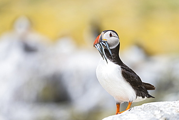 Atlantic Puffin on cliff with prey, British Isles