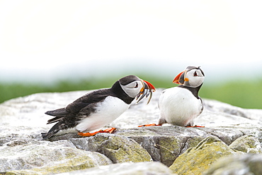 Atlantic Puffins on cliff with prey, British Isles