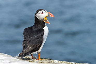 Atlantic Puffin on cliff, British Isles